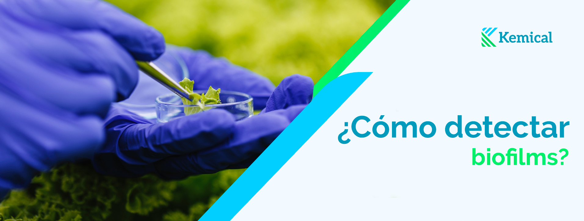 ¿Cómo detectar biofilms en la industria alimentaria antes de que sea demasiado tarde?